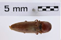 Foto (Dorsalansicht) von Melanotus verberans (LeConte, 1853) (NHMW-ZOO-COL-0007796)